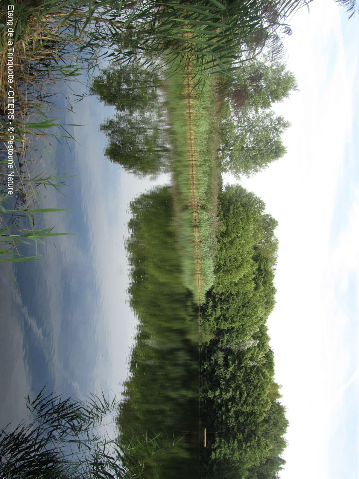 Photo 9. étang trinquotte.jpg