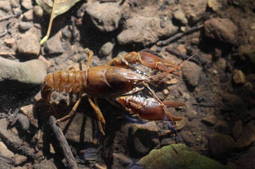Ecrevisse à pattes blanches dans le Durgeon _2ème catégorie_.jpg