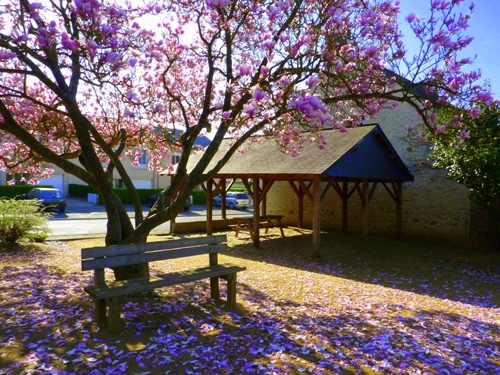 Magnolia.jpg