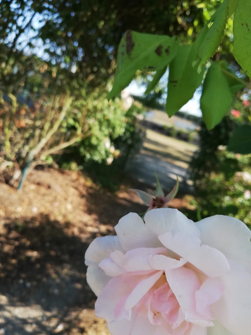 IMG_20190802_094820.jpg