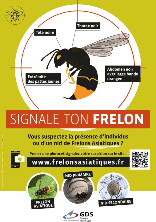 2025-08-12 Frelons asiatiques 