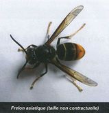 frelon asiatique.jpg