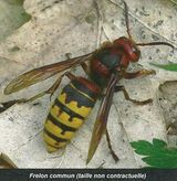 frelon commun.jpg