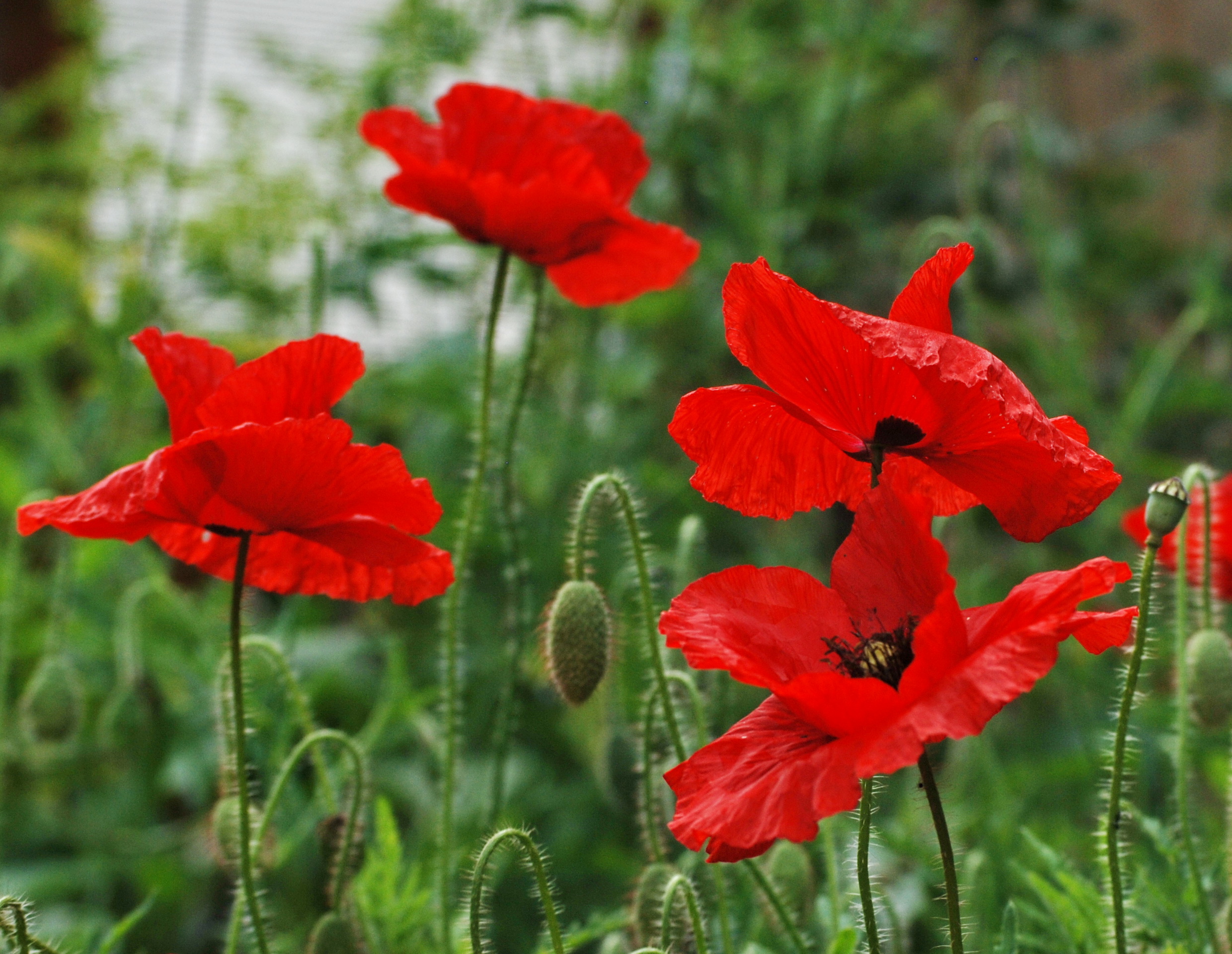 coquelicot.JPG