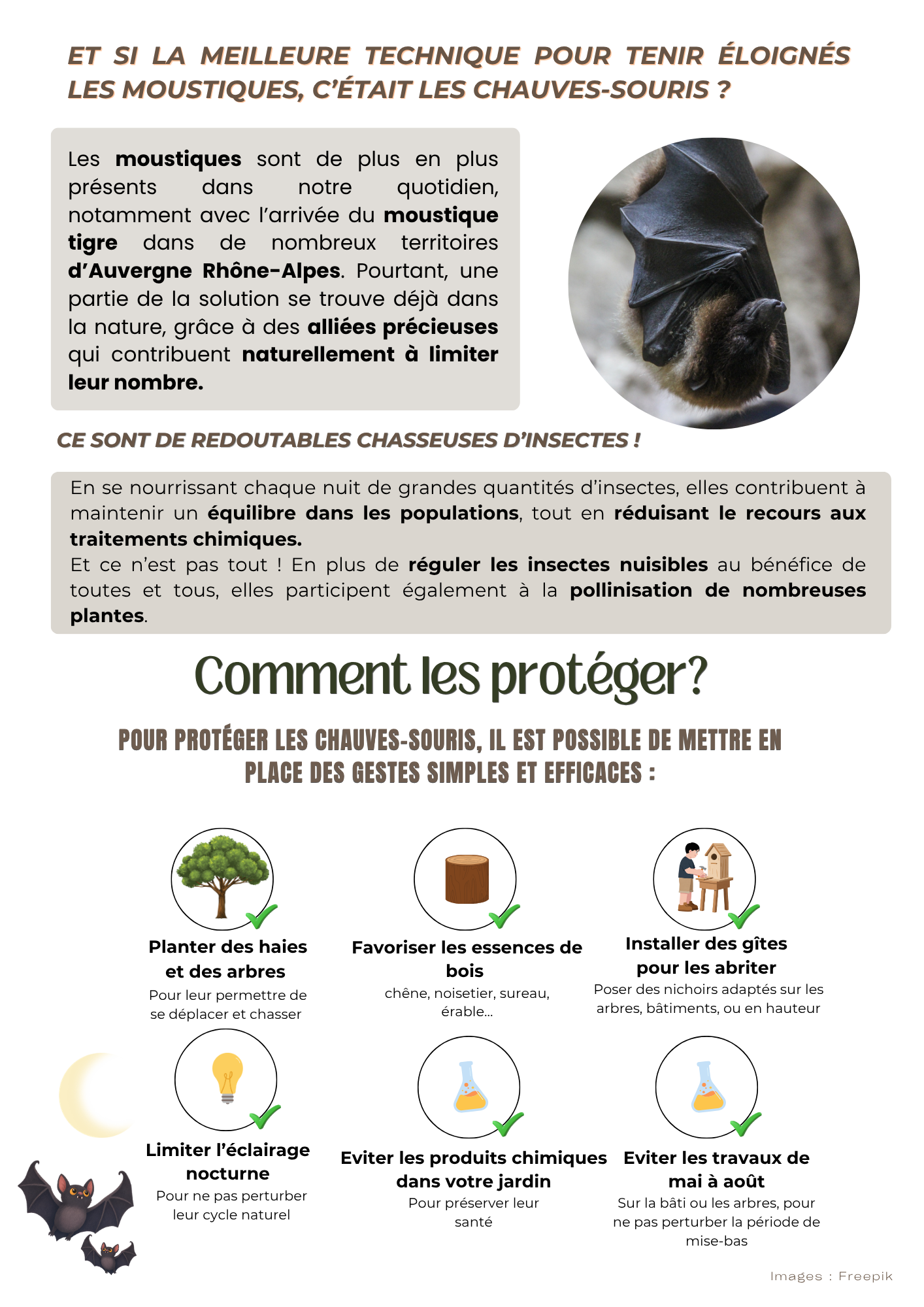 2026-09 - chauves souris 2.png
