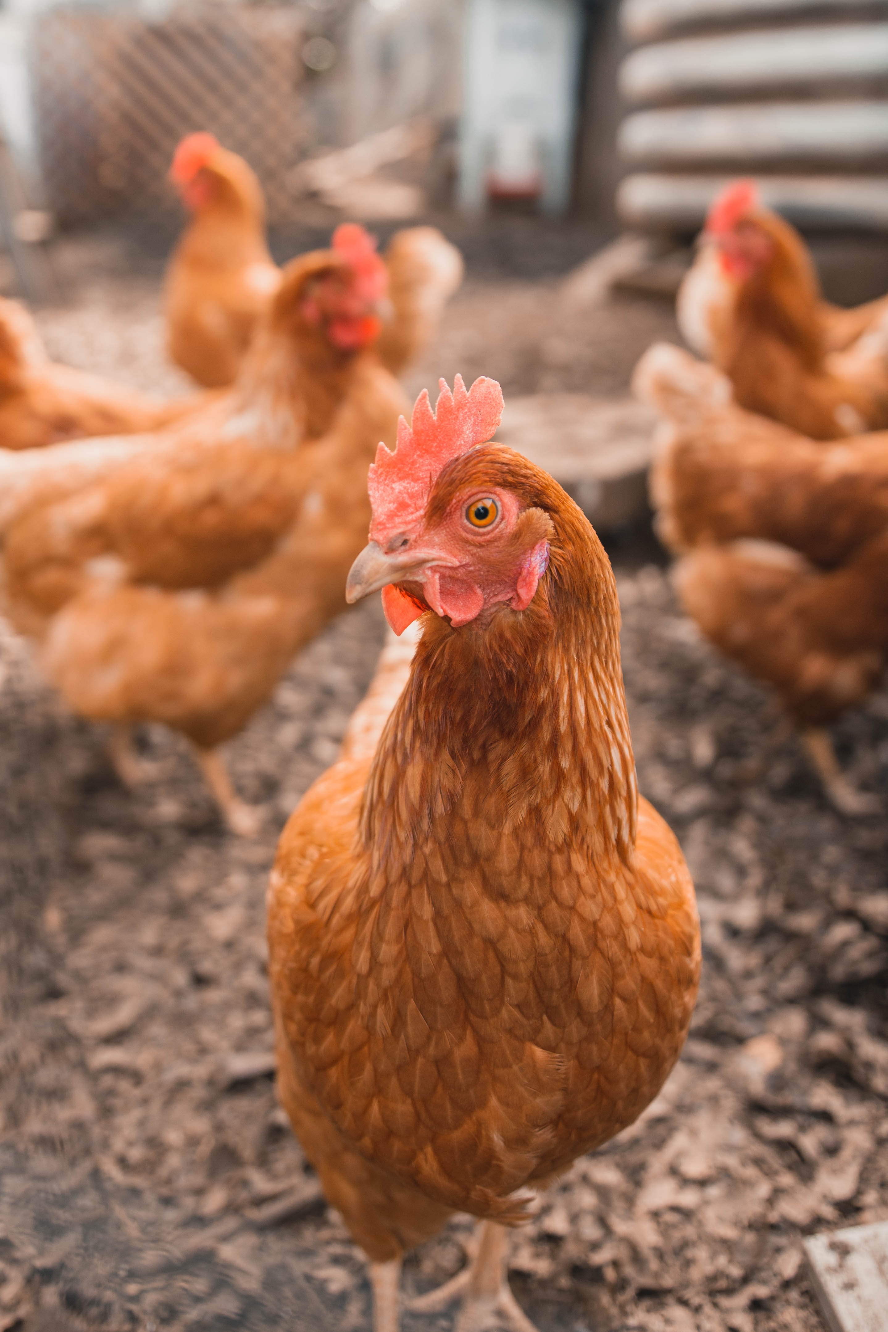 poule2.jpg