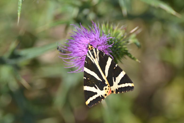 Biodiv HVE-Ecaille-Chinee-Web.jpg