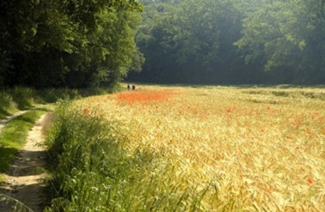 Parc naturel régional du Gâtinais français.jpg