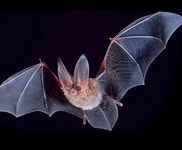 Biodiv chauve souris.jpg