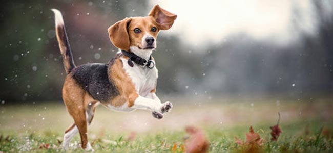 beagle-chien-chasse-courant-dressage.jpg