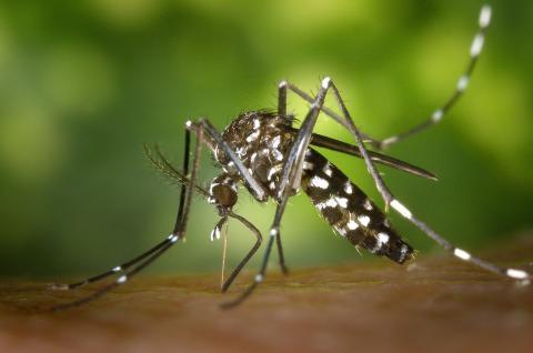 mosquito-gde67e5375_1280.jpg