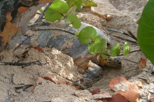 tortue 2.jpg