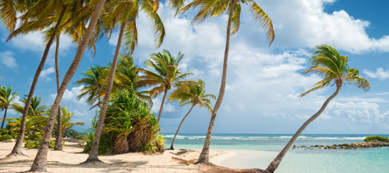 Plage de Petite Anse.png