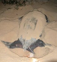 tortue 1.jpg