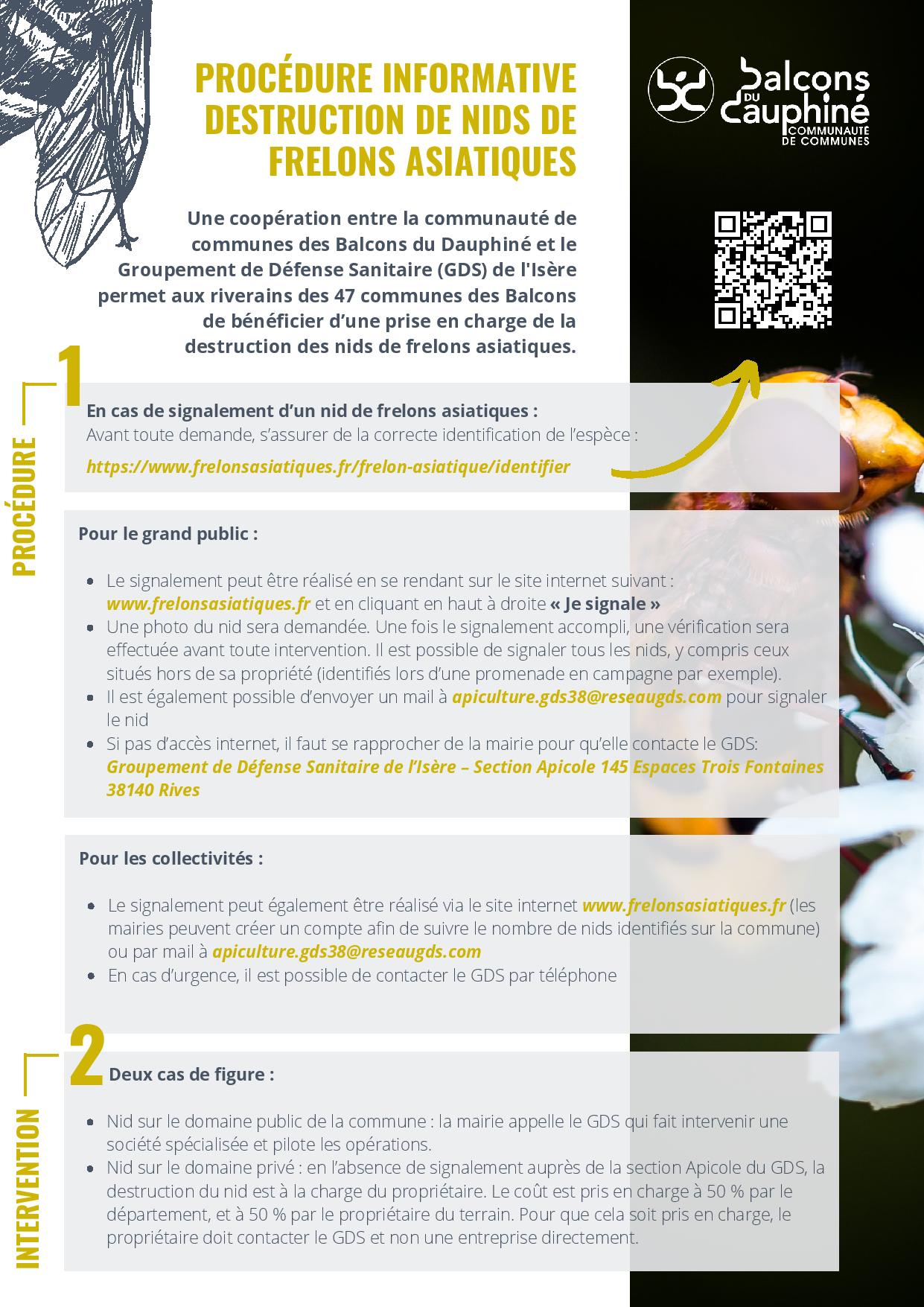 Frelon asiatique CCBD.jpg