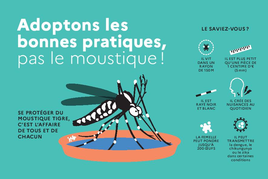 moustique tigre.jpg