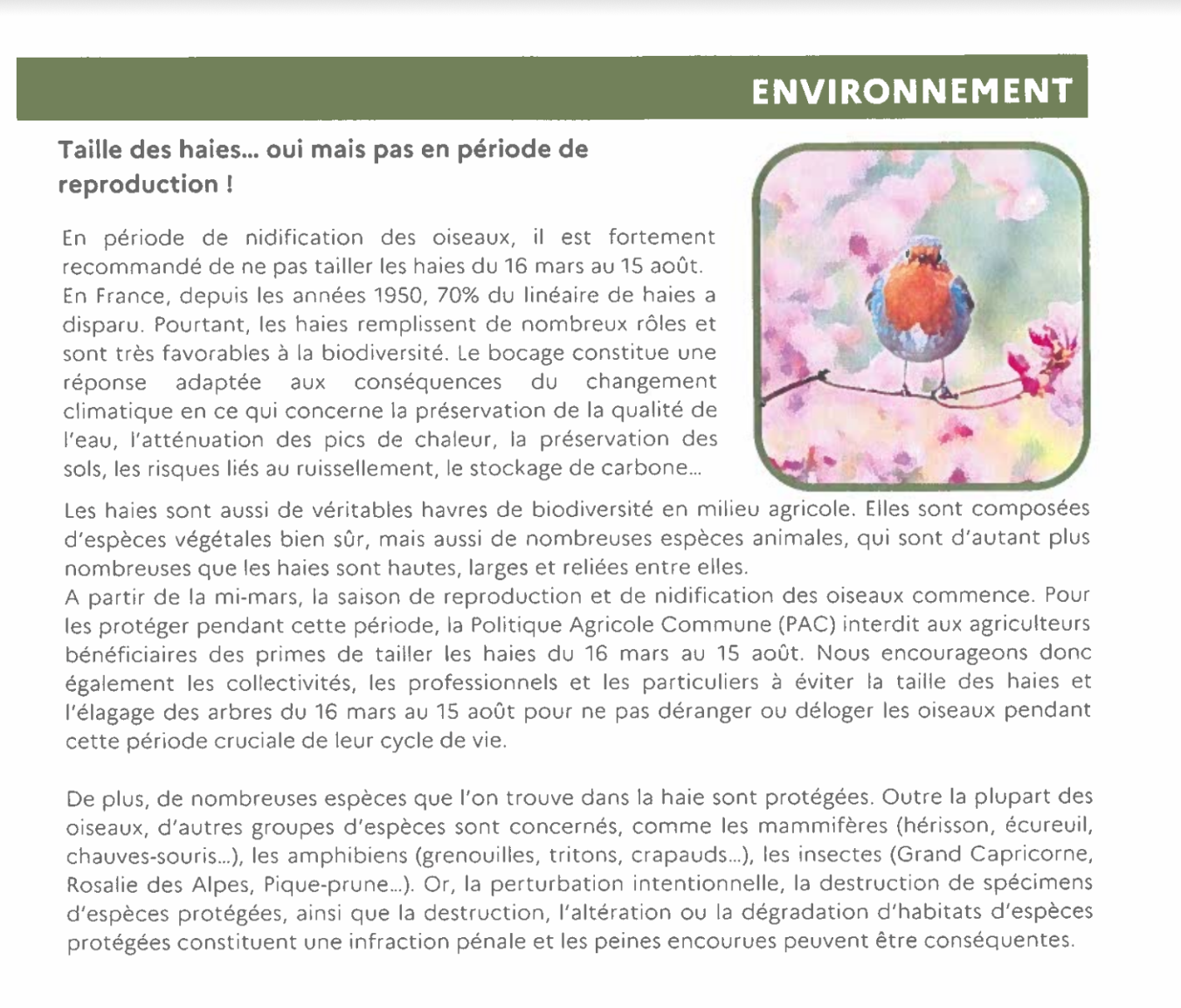 Taille des haies.png