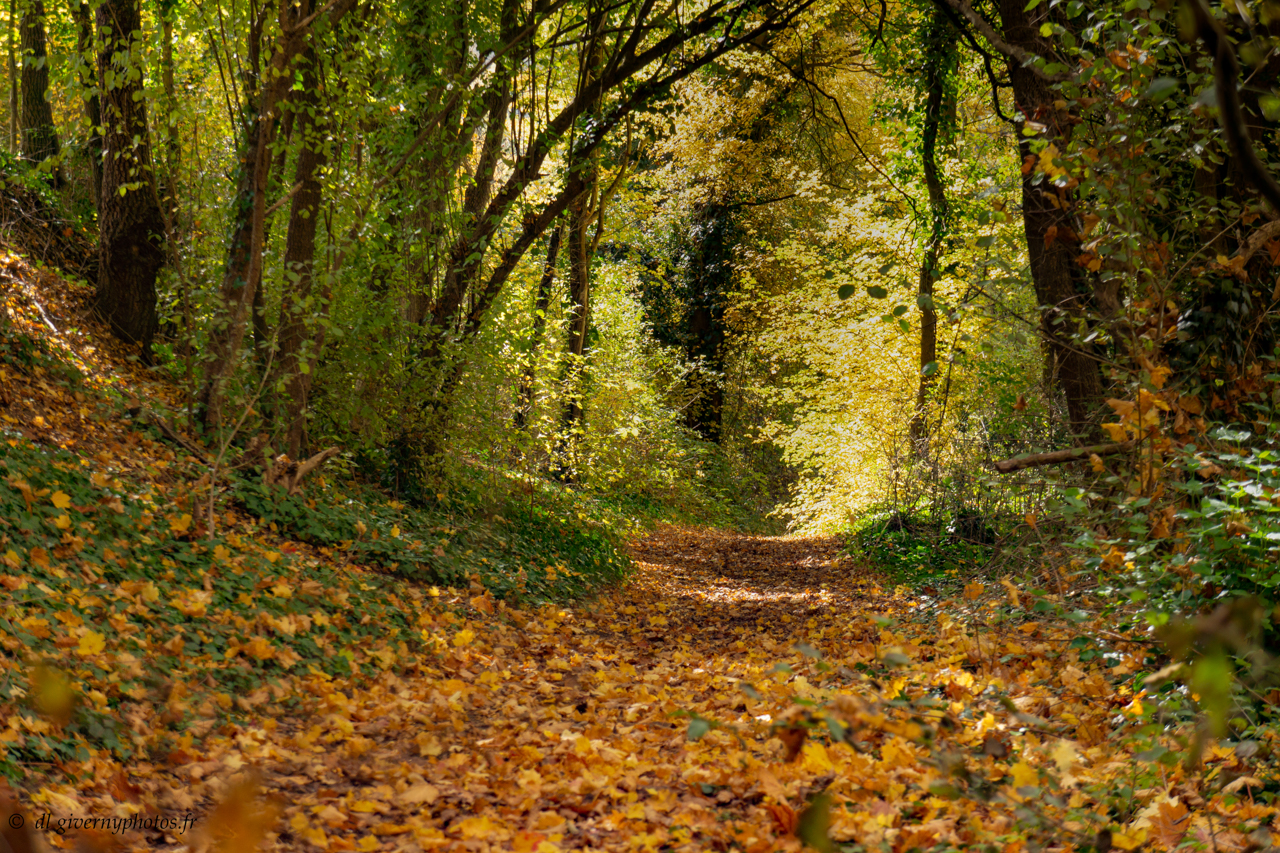 Chemin de randonnée_.jpg