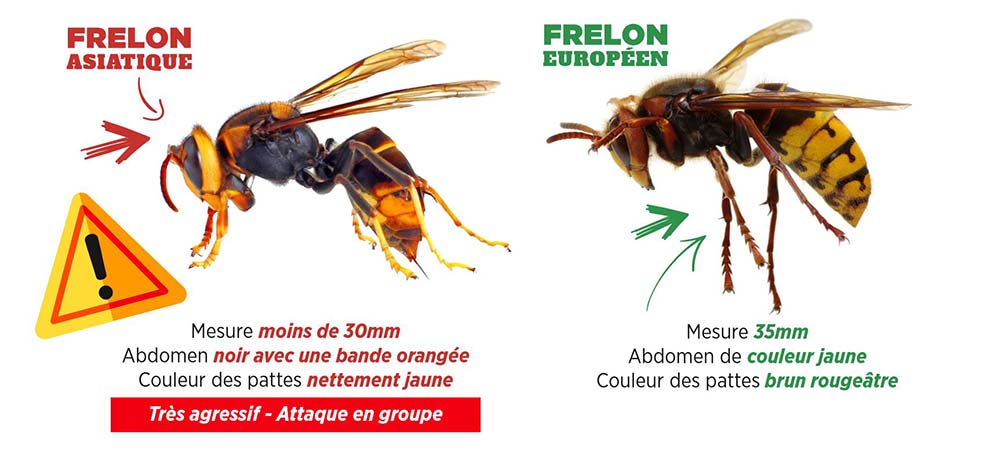 frelon-asiatique-vs-europeen.jpg