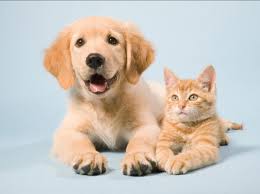 chien.jpg