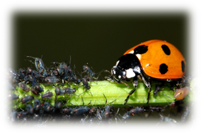 coccinelle.png