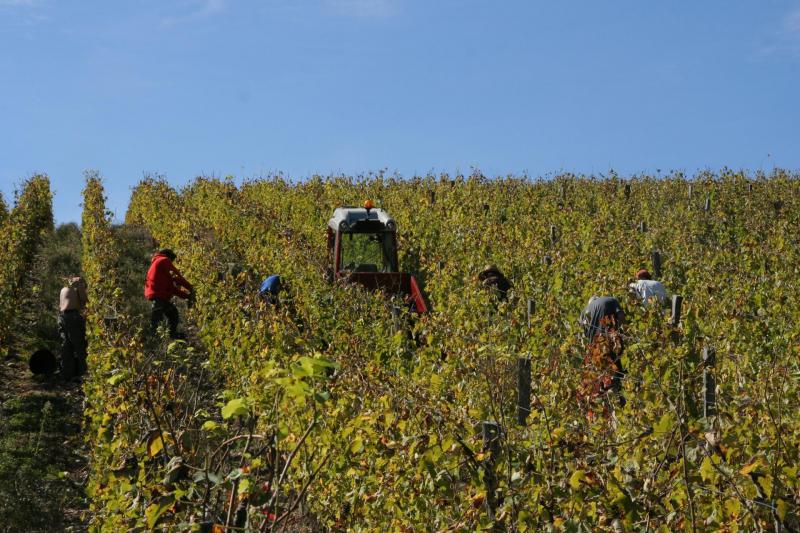 Vendanges