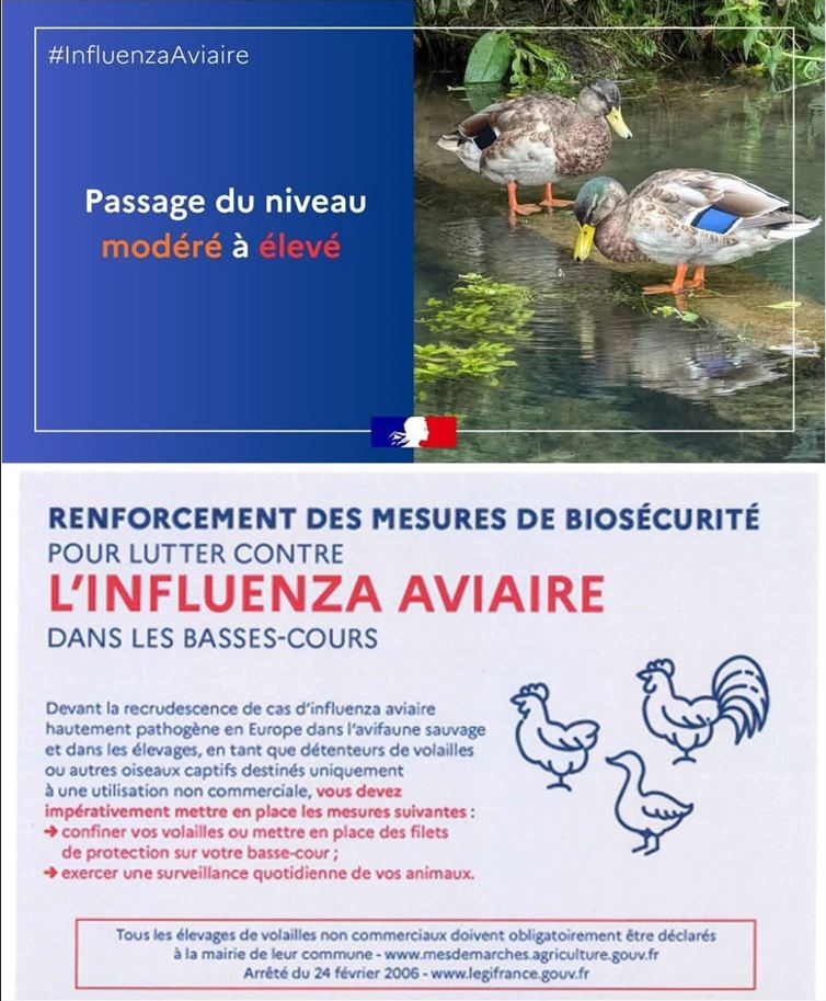 Capture.JPGgrippe aviaire le 29 octobre 2025.JPG