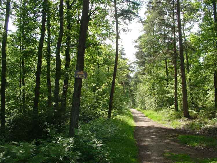 chemin pullay center parcs.jpg