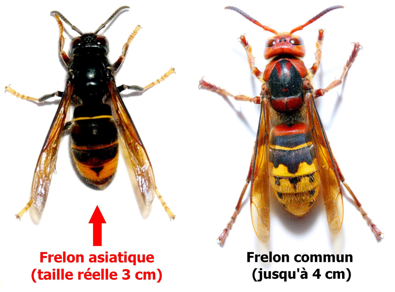 frelon asiatique et commun .jpg