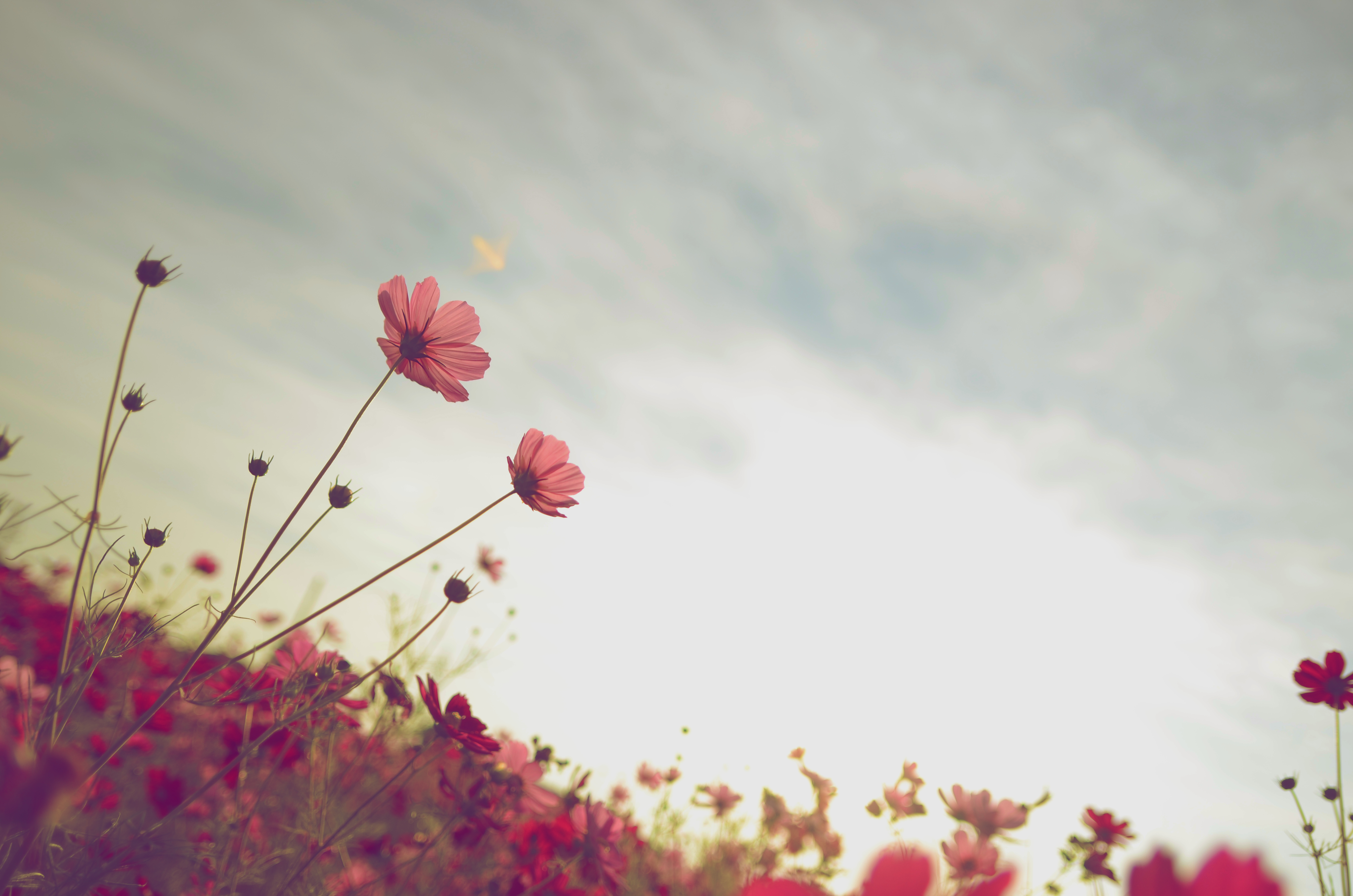 flowers-kosmeya-tsvetok-tsvetenie-klumba-nebo-leto-134002.jpeg