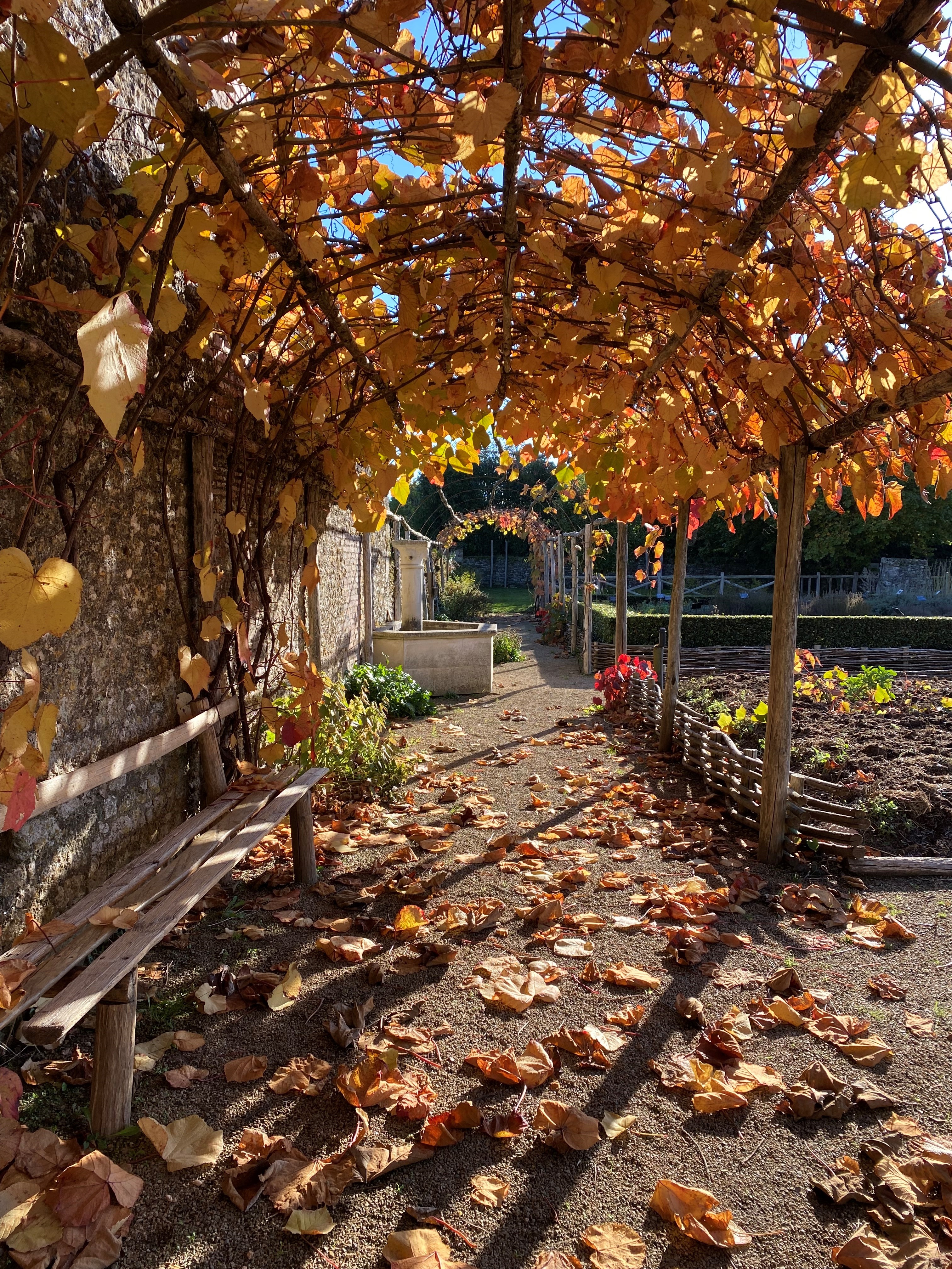 vigne automne _01_.jpg