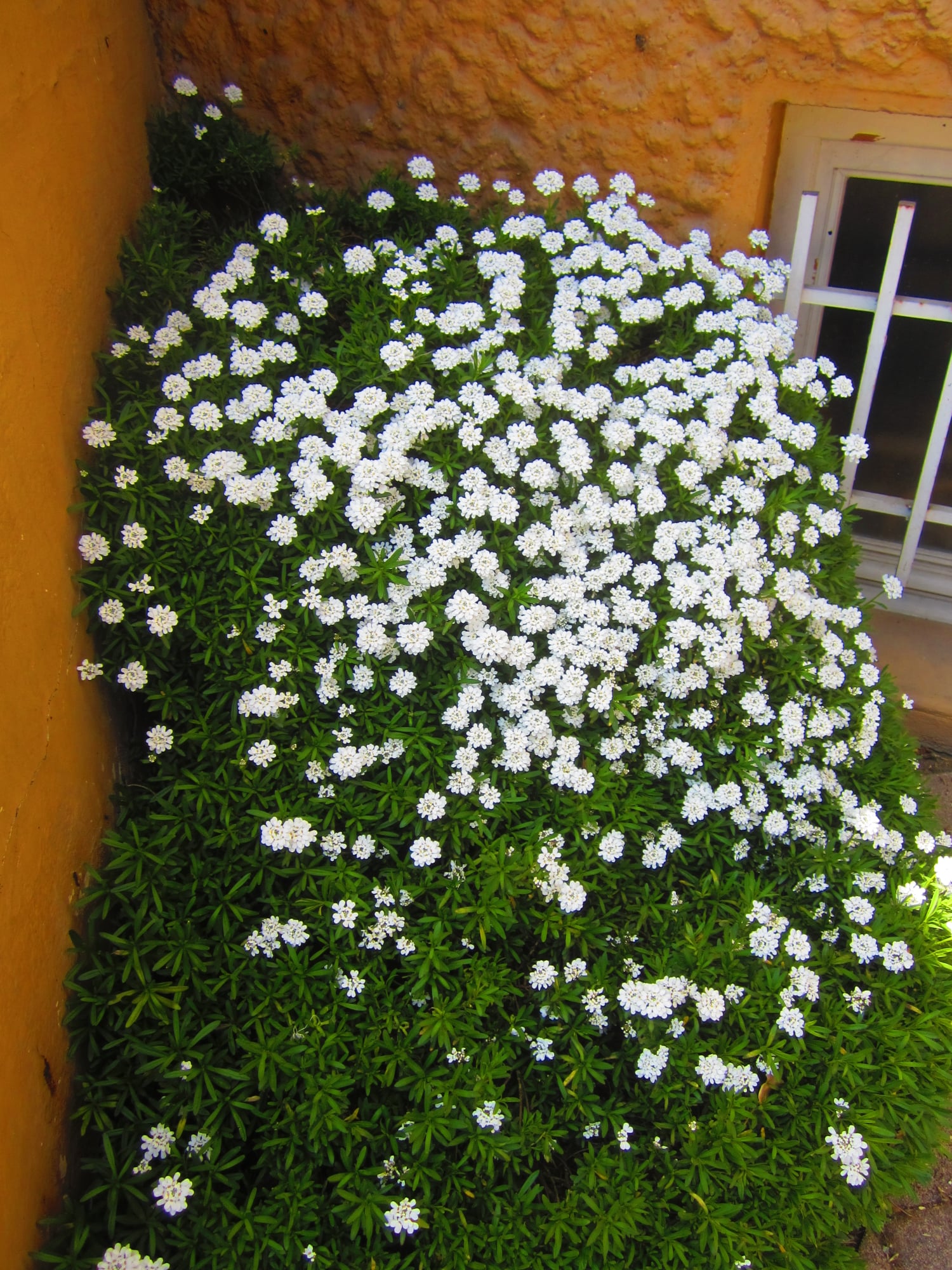 Cubliz_Arbuste à fleurs blanches.jpg