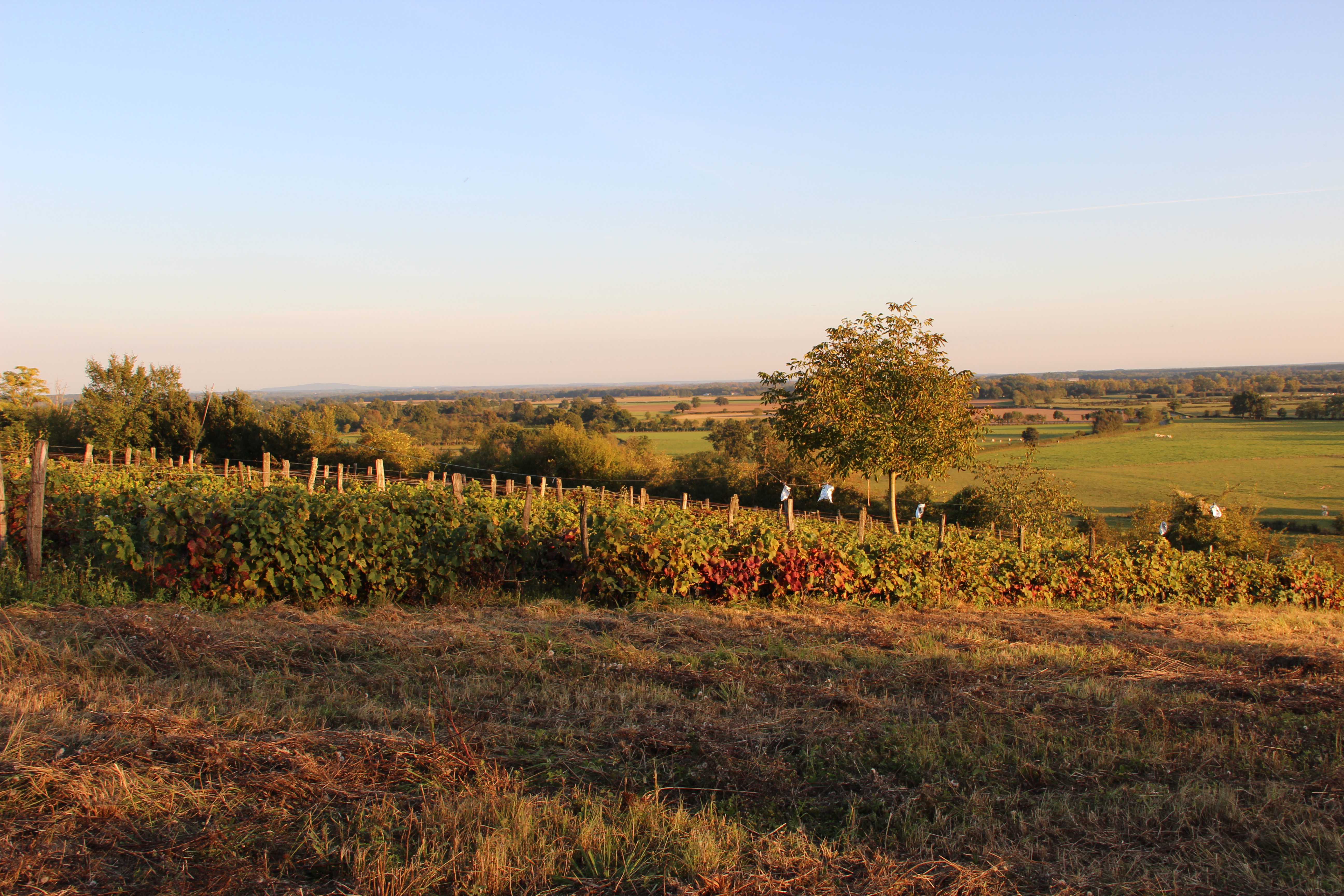 Les vignes le climat chapeau.jpg