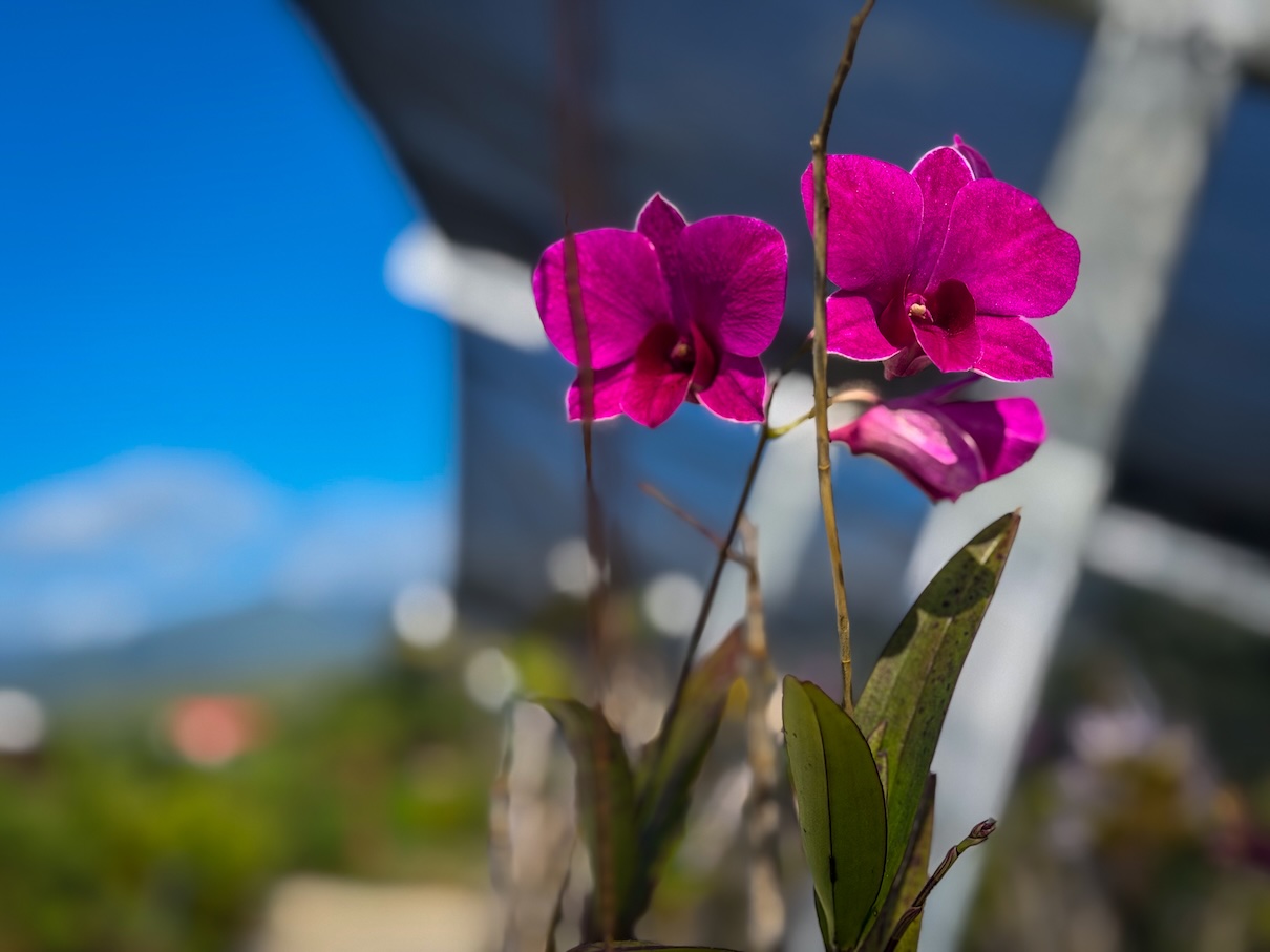 Parc Vanille - ORCHIDEE.jpeg
