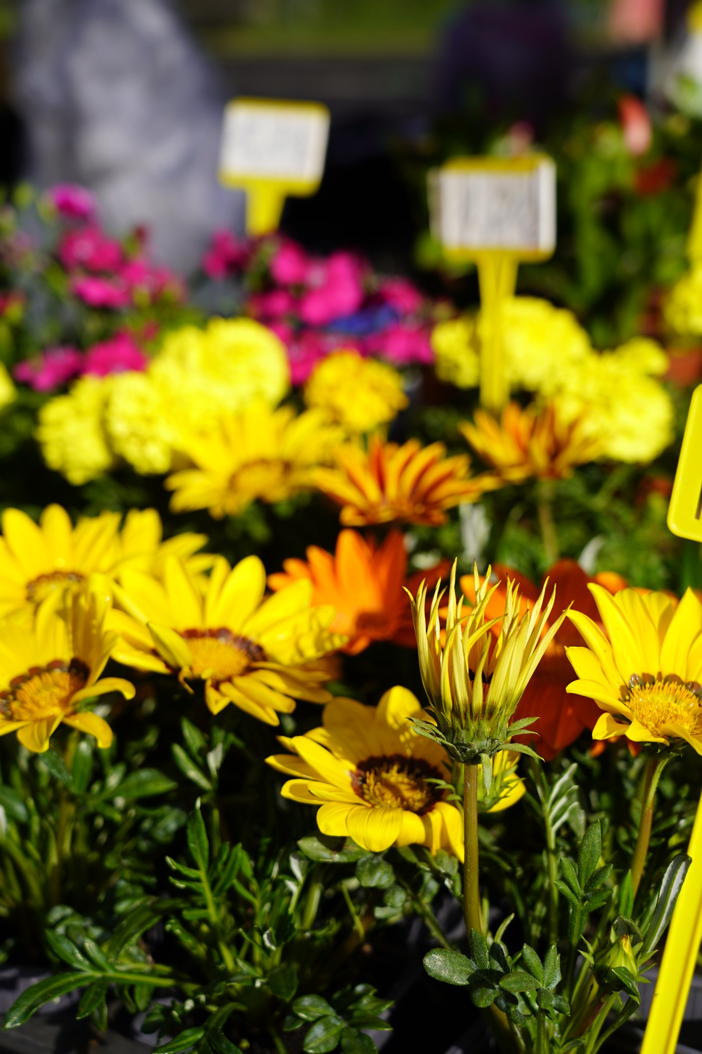 Marché forain_Fleurs.jpg