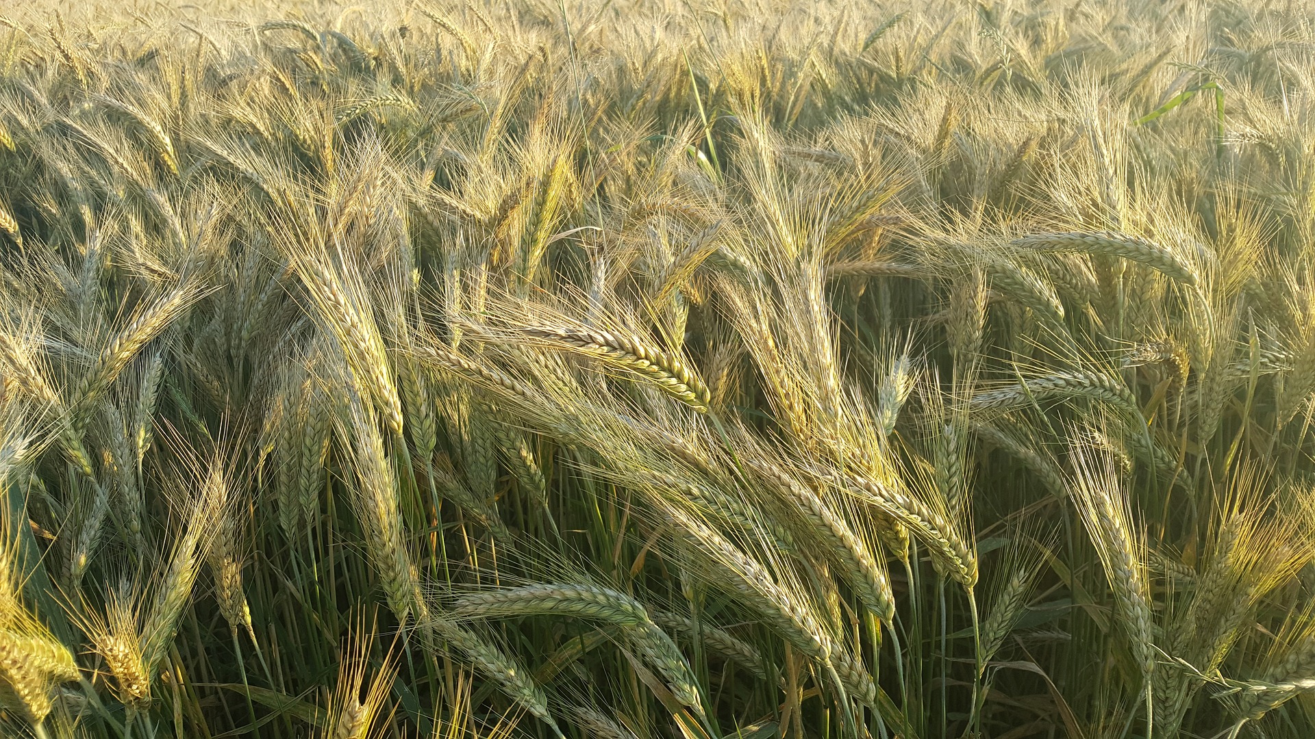 corn-2652801_1920.jpg