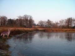 LOUP-cache_2411990412.jpg