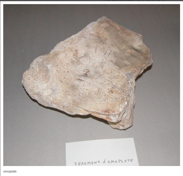 OMOPLATE.jpg
