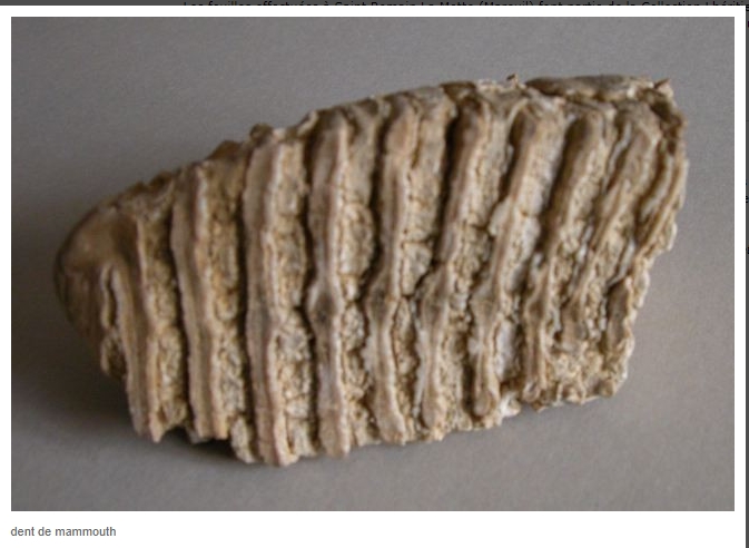 DENT DE MAMMOUTH.jpg