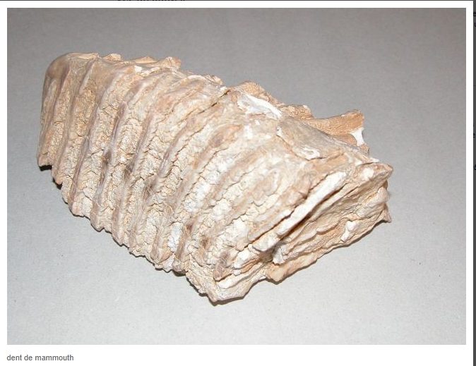 DENT DE MAMMOUTH-2.jpg