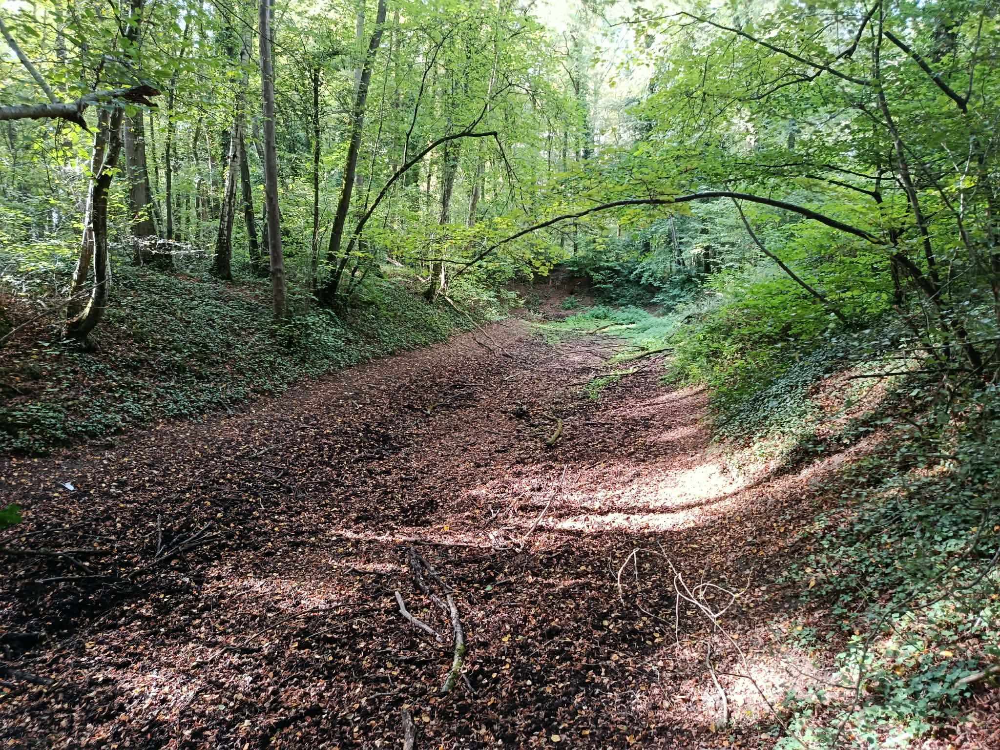 _8_ Fossé séparant la forêt de la petite loge.jpg