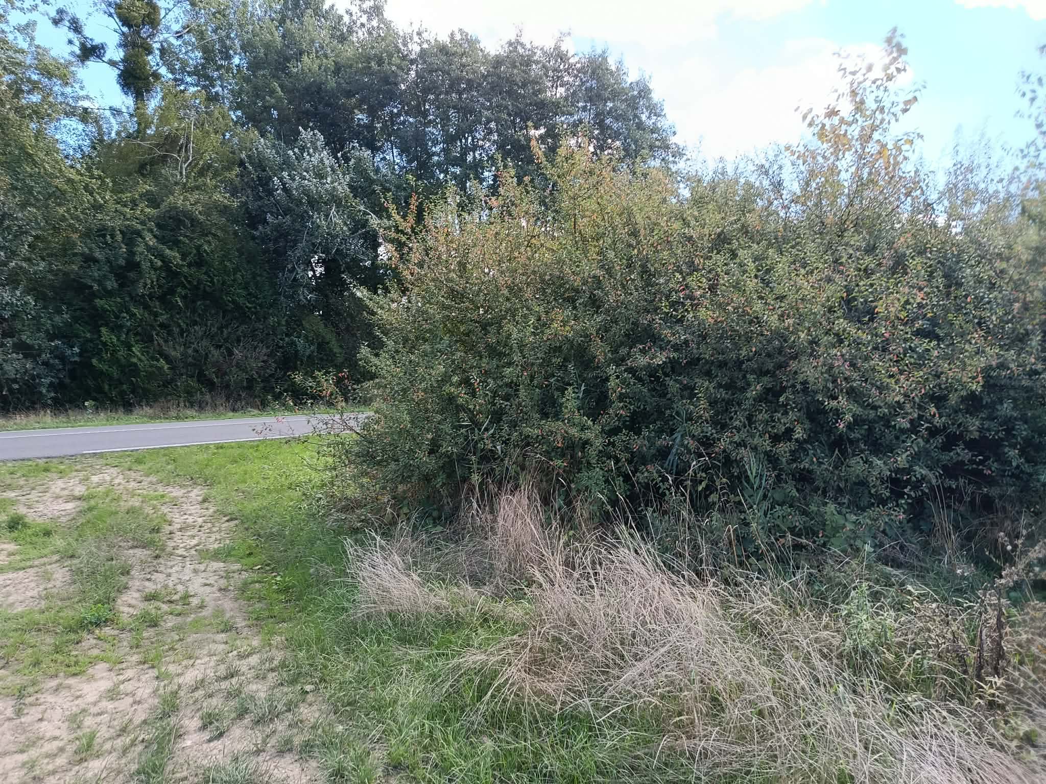 _10_ Le bord de la D1 et les prunelliers sauvages.jpg