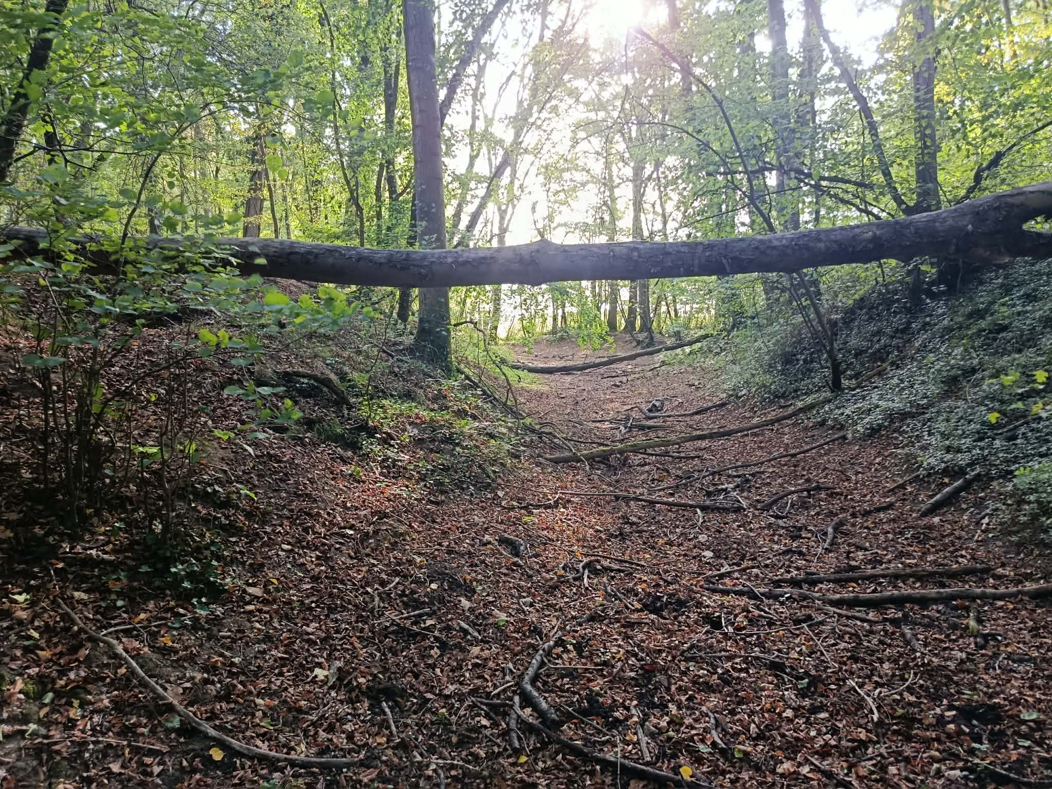 _19_ Fossé longeant les loges par le Nord, vue vers la lisière de la forêt.jpg