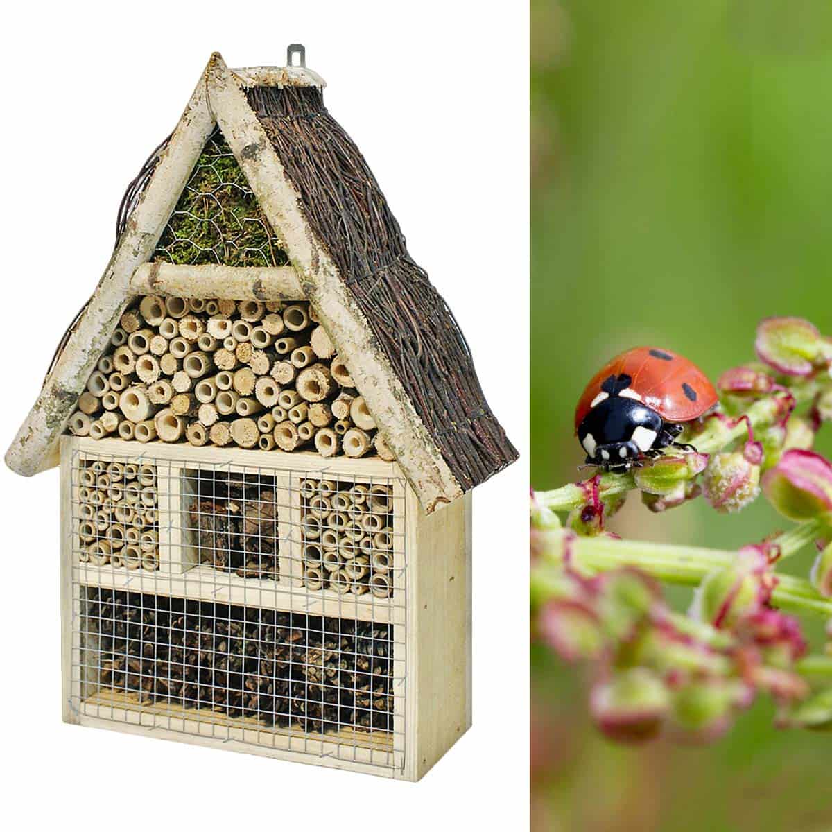 maison-gite-insectes.jpg
