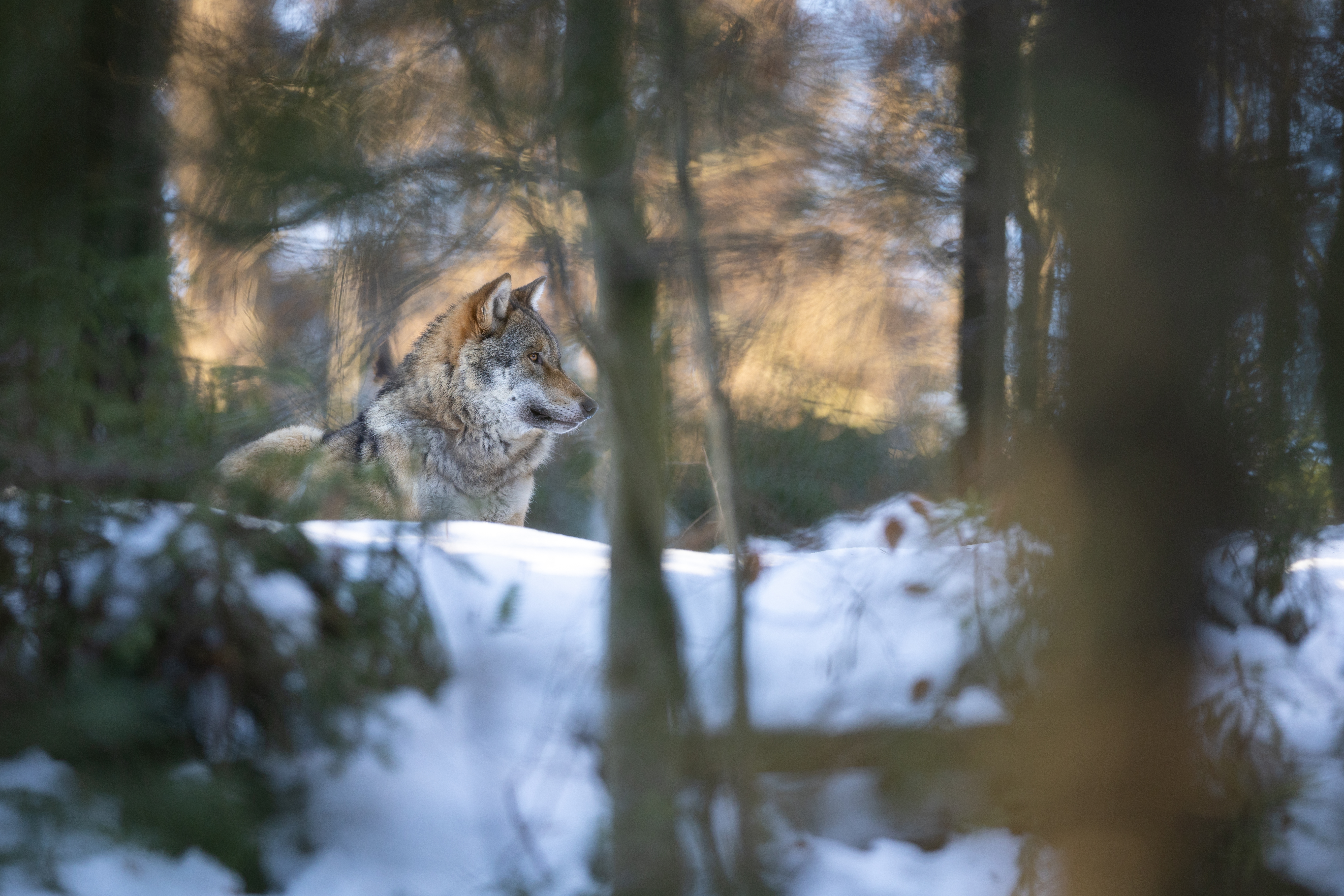 eurasian-wolf-in-white-winter-habitat-beautiful-winter-forest-wild-animals-in-nature-environment-european-forest-animal-canis-lupus-lupus.jpg