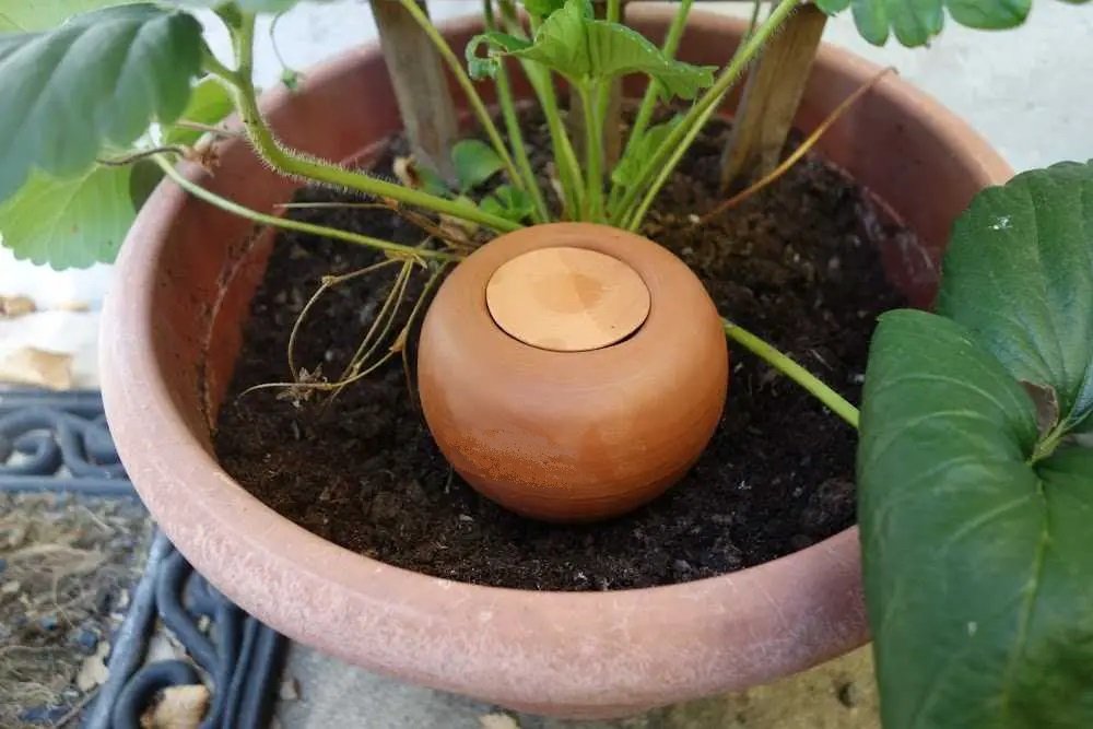 Olla dans pot de culture.jpg