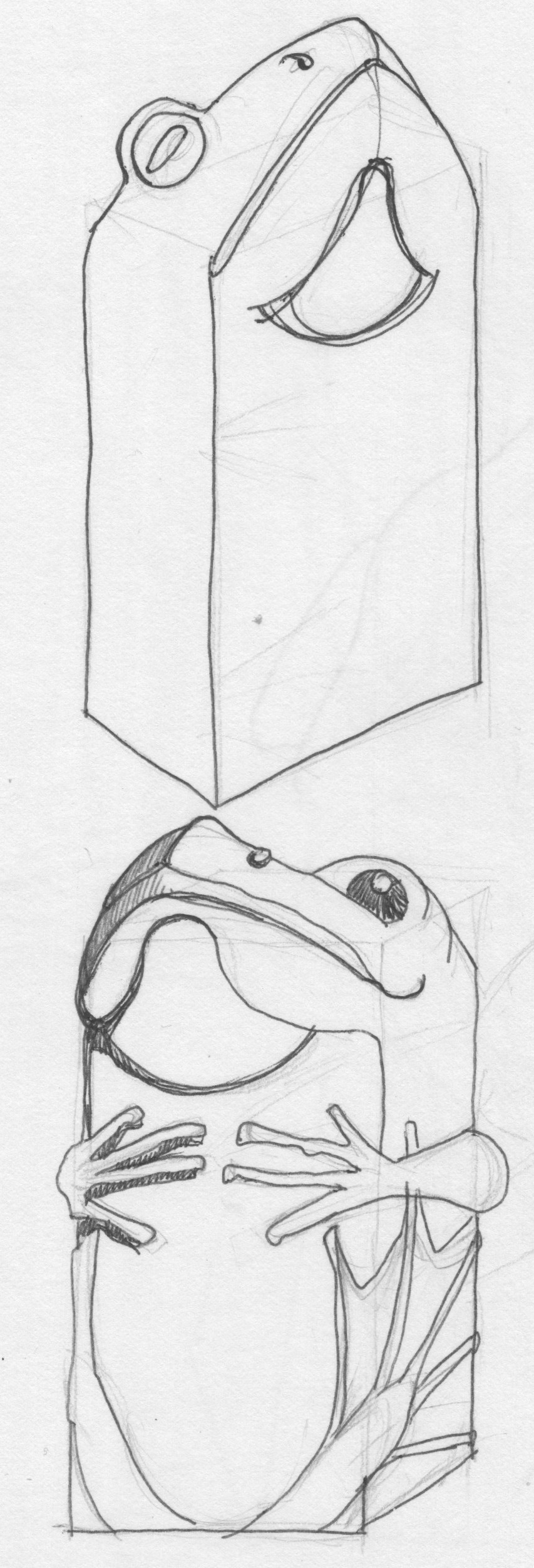grenouille.jpg