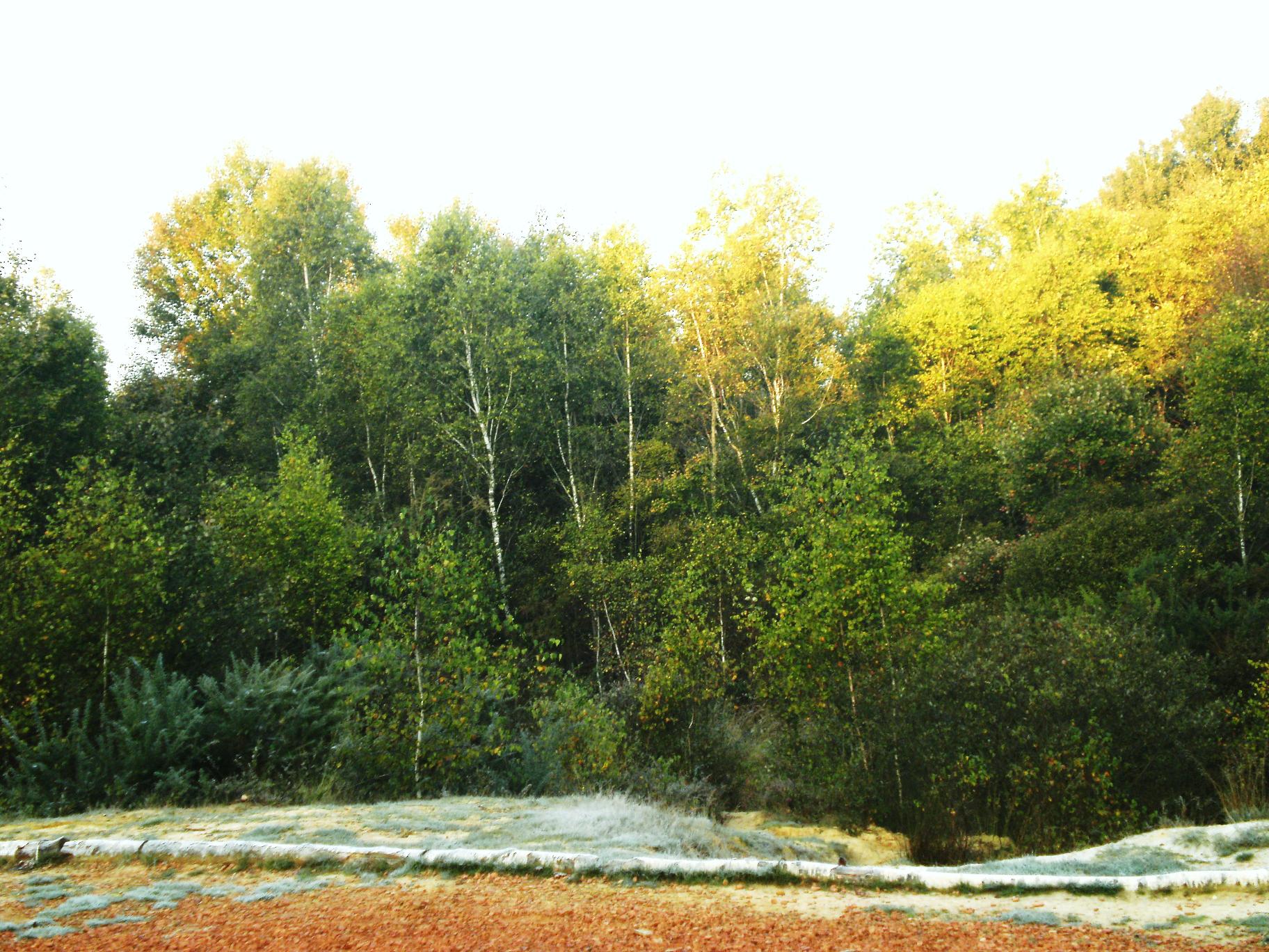 lande hiver 003 a.jpg