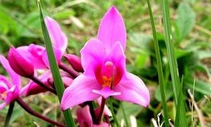 fleur-orchidee-sauvage.jpg