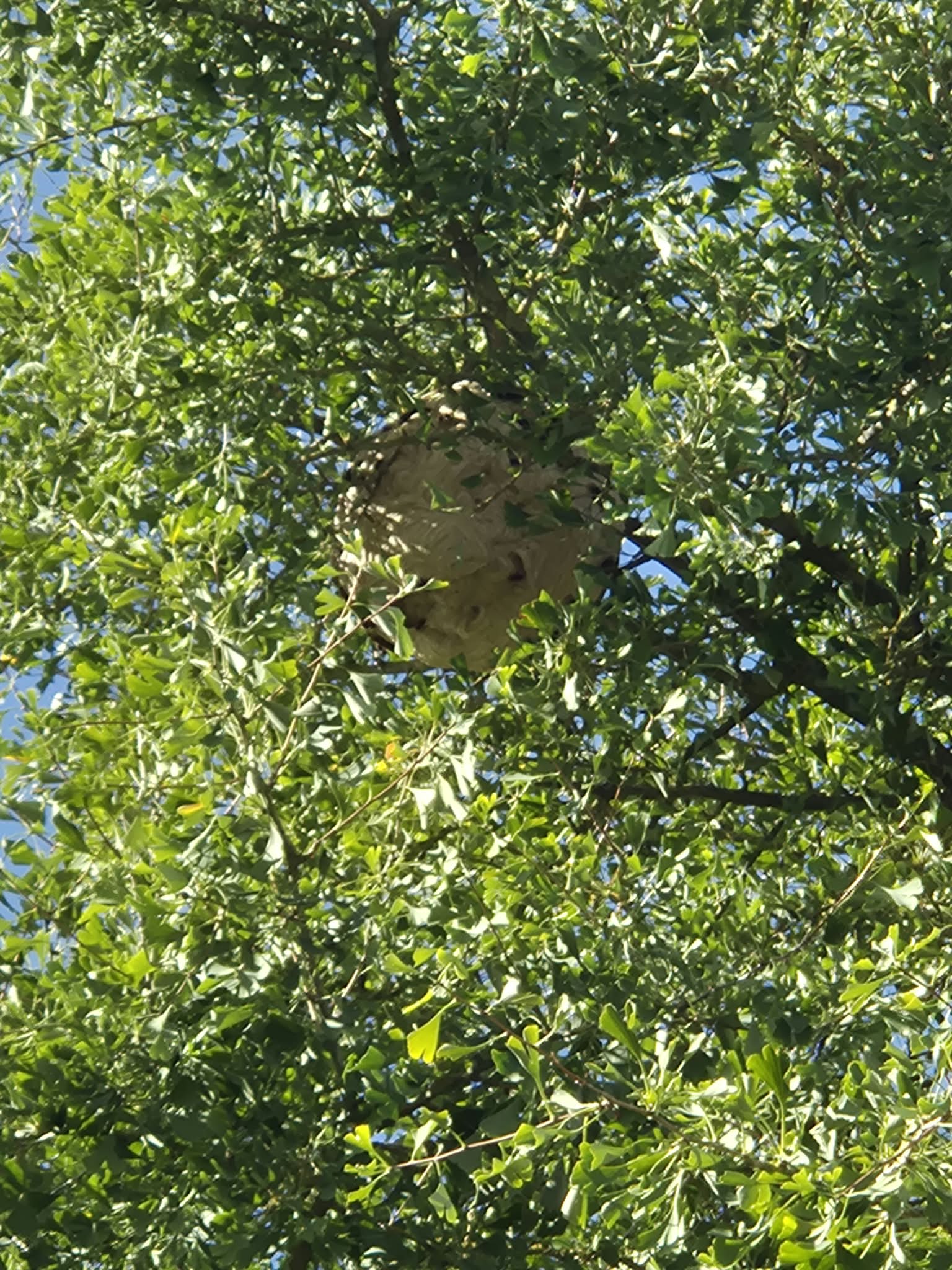 nid frelon 1.jpg
